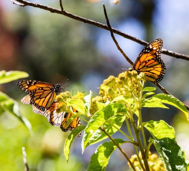 Monarch kelebek ya da Meksika'da denilen Mariposa.