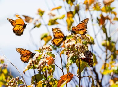 Monarch kelebek ya da Meksika'da denilen Mariposa.