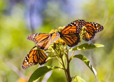 Monarch Butterflies or Mariposa as called in Mexico. clipart