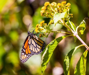 Monarch kelebek ya da Meksika'da denilen Mariposa.