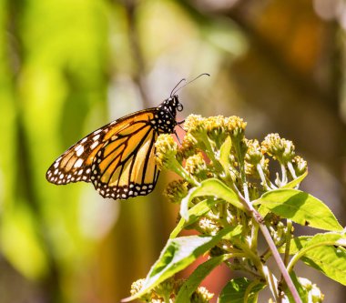 Monarch kelebek ya da Meksika'da denilen Mariposa.