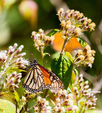 Monarch kelebek ya da Meksika'da denilen Mariposa.