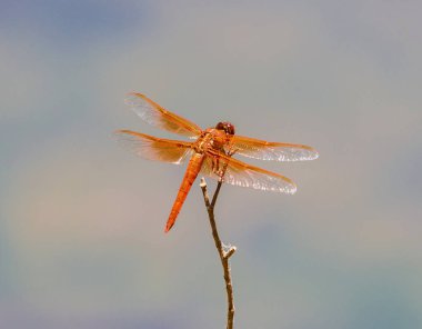 Alev Skimmer yusufçuk.