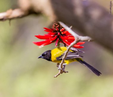 Audubon'ın sarıasma karşı kırmızı bir çiçek.