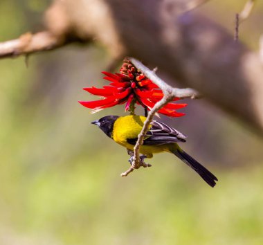 Audubon'ın sarıasma karşı kırmızı bir çiçek.