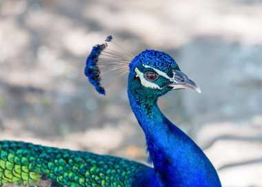 Tavus kuşu ve tüyleri ekranda.