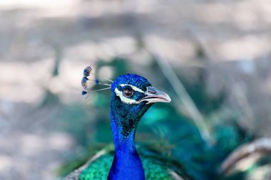 Tavus kuşu ve tüyleri ekranda.