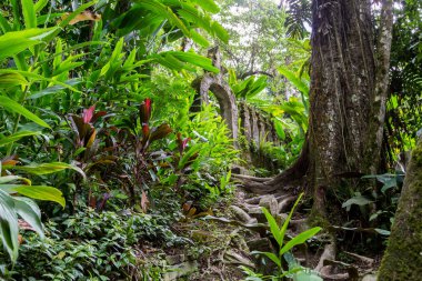 Şelale Sierra Gorda Meksika ve tropikal orman Xilitla bulut.