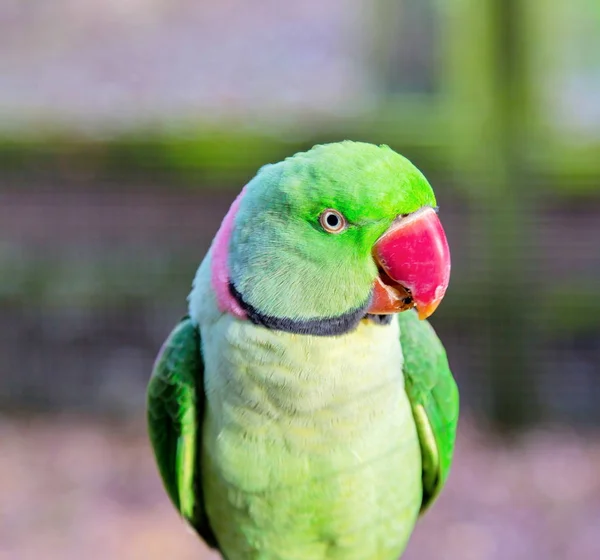 Alexandrine pappagallo da vicino . — Foto Stock