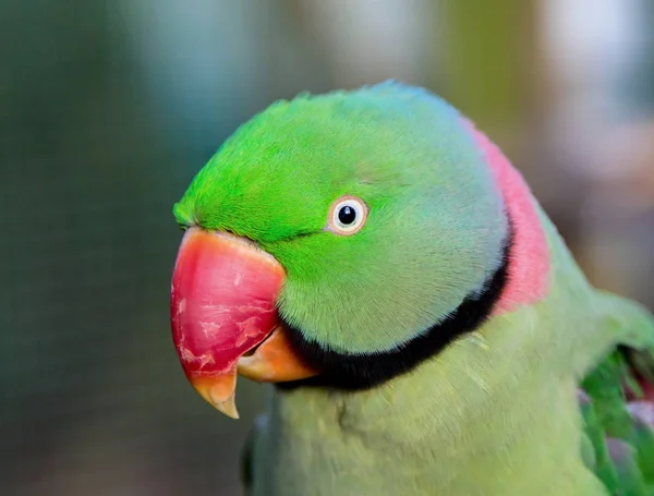 Alexandrine pappagallo da vicino . — Foto Stock