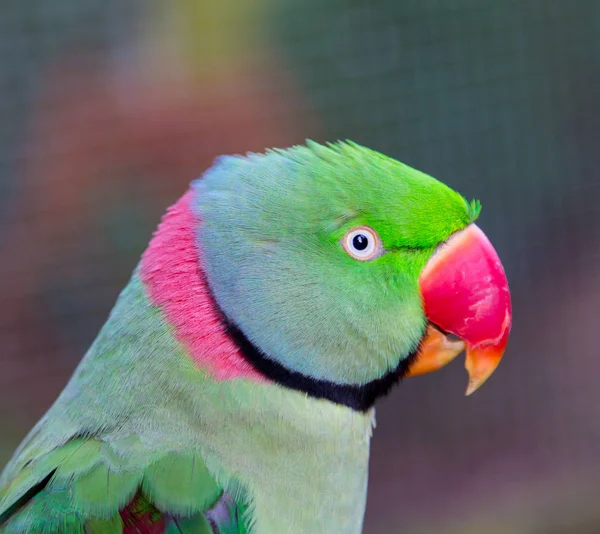 Alexandrine pappagallo da vicino . — Foto Stock