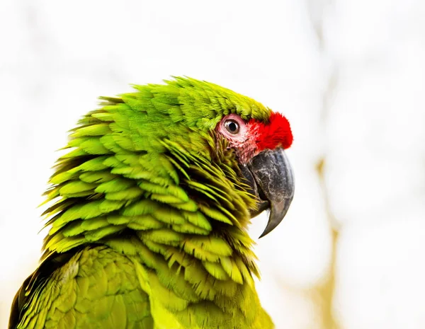 Military Macaw almost extinct in the wild, but still can be found in the cloud forests of Mexico. — Stock Photo, Image