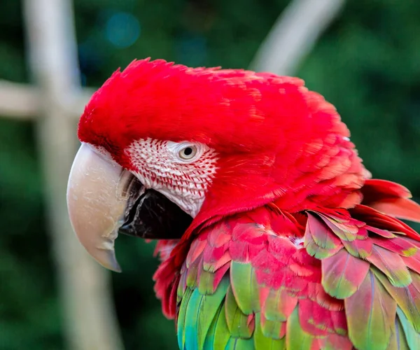 Green Winged Macaw. — Stock Photo, Image