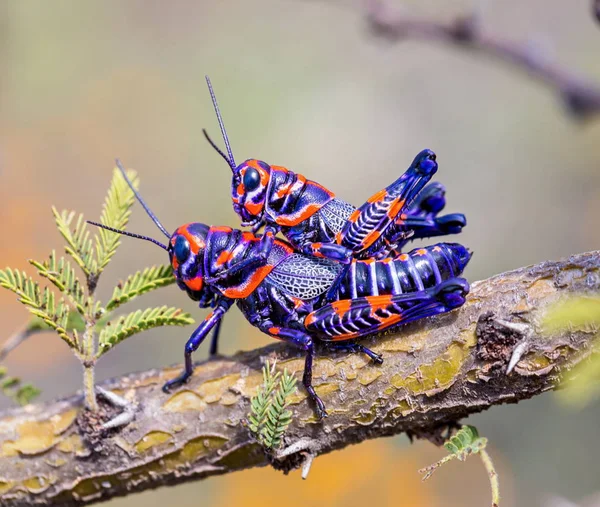 Bicolor nebo kadeřnictví pól kobylka v poli v Mexiku. — Stock fotografie