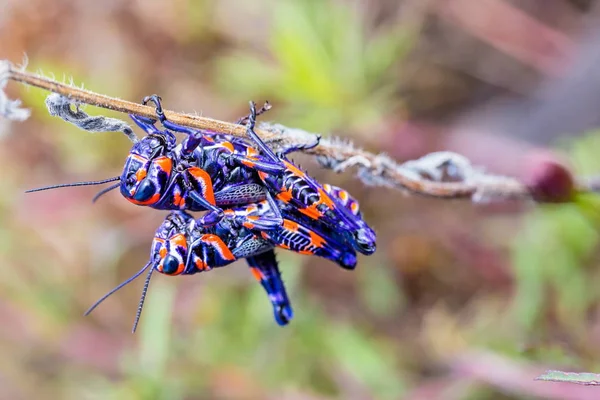 Meksika bir alanda bicolor veya Kuaför kutup çekirge.