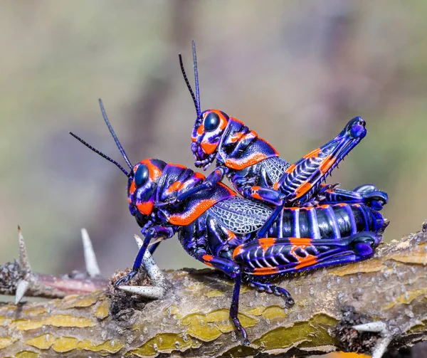 Bicolor nebo kadeřnictví pól kobylka v poli v Mexiku. — Stock fotografie