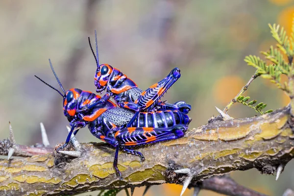 Meksika bir alanda bicolor veya Kuaför kutup çekirge.