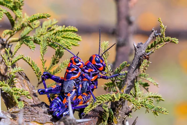 Bicolor or barber pole grasshopper in a field in Mexico. — Stock Photo, Image