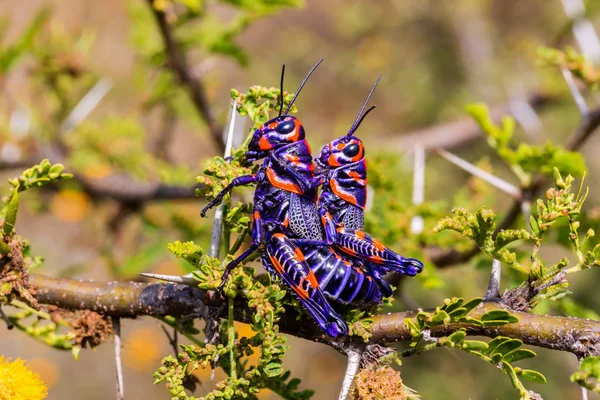 Gafanhoto bicolor ou barbeiro em um campo no México . — Fotografia de Stock