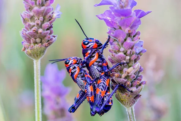 Meksika bir alanda bicolor veya Kuaför kutup çekirge.