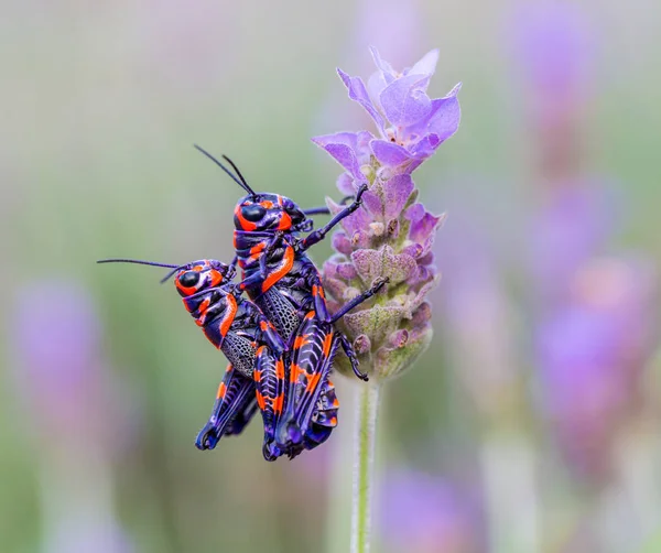 Meksika bir alanda bicolor veya Kuaför kutup çekirge.