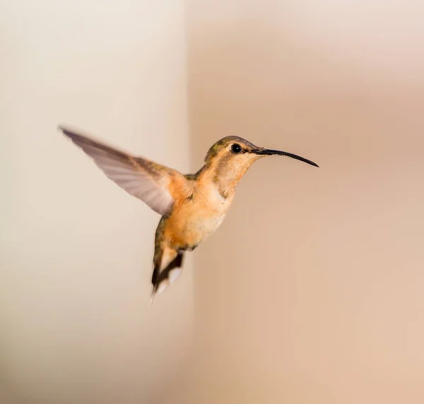 Lucifer kolibrie in vlucht. — Stockfoto