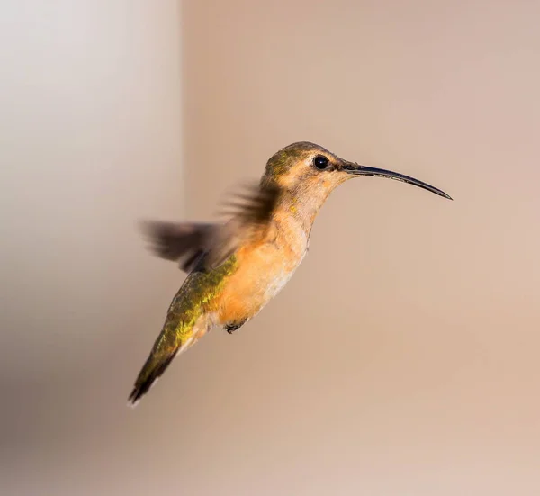 Luzifer kolibri im flug. — Stockfoto