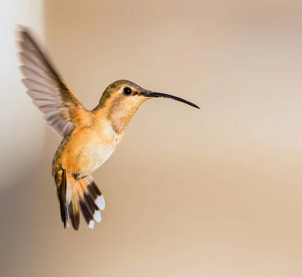 Luzifer kolibri im flug. — Stockfoto