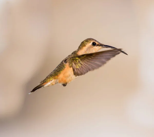 Lucifer colibrí en vuelo . —  Fotos de Stock