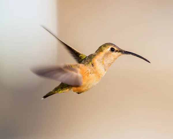 Luzifer kolibri im flug. — Stockfoto