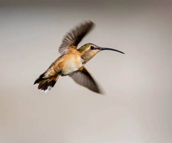 Luzifer kolibri im flug. — Stockfoto