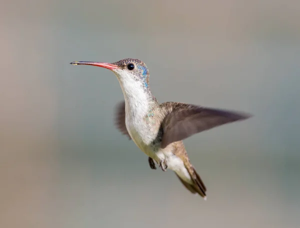 Violet Crowned Hummingbird. — Stock Photo, Image