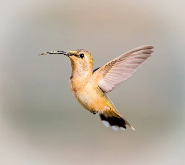 Lucifer hummingbird in flight. — Stock Photo, Image