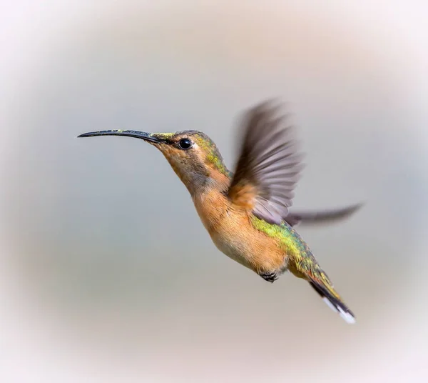 Lúcifer beija-flor em voo . — Fotografia de Stock