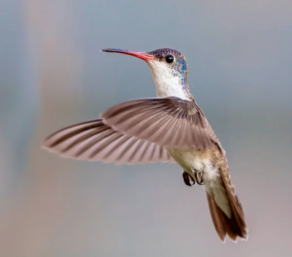 Mor taç sinek kuşu uçuş.