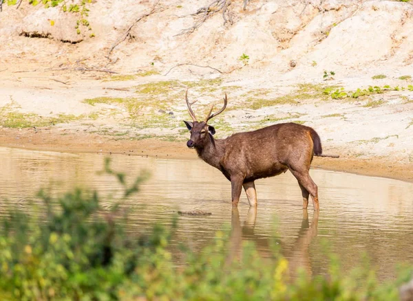 Veados Sambar olhando para fora para tigres em uma floresta na Índia . — Fotografia de Stock