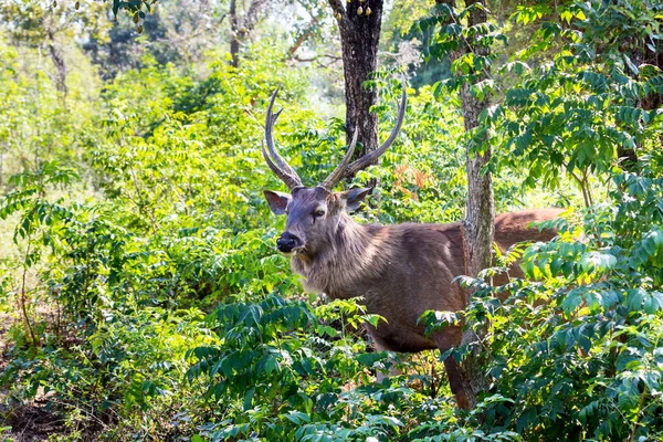 Veados Sambar olhando para fora para tigres em uma floresta na Índia . — Fotografia de Stock