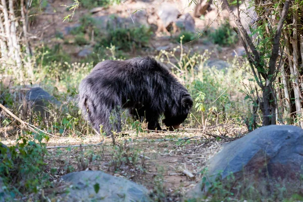 Sloth bear in a forest in India.