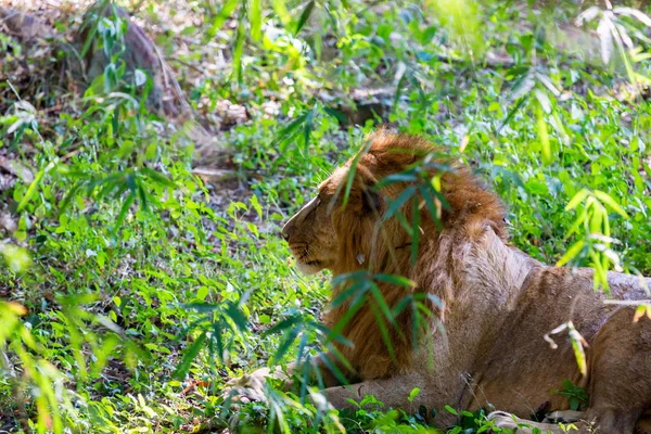 Asiatischer Löwe in einem Wald in Indien. — Stockfoto