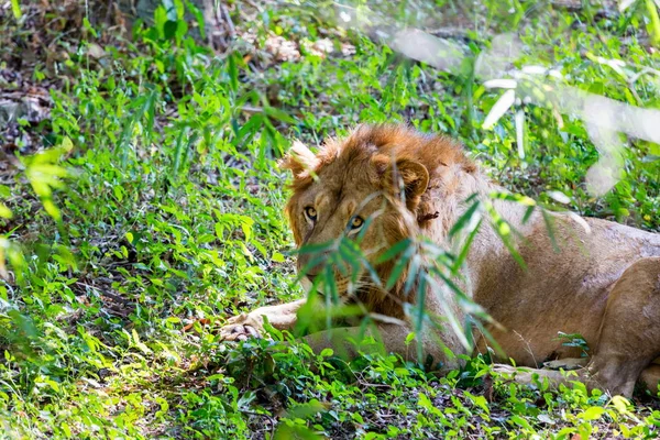 Leão asiático em uma floresta na Índia . — Fotografia de Stock