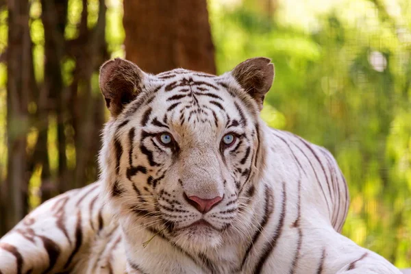 White Tiger India. — Stock Photo, Image