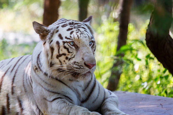 White Tiger India.