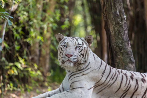 White Tiger India.