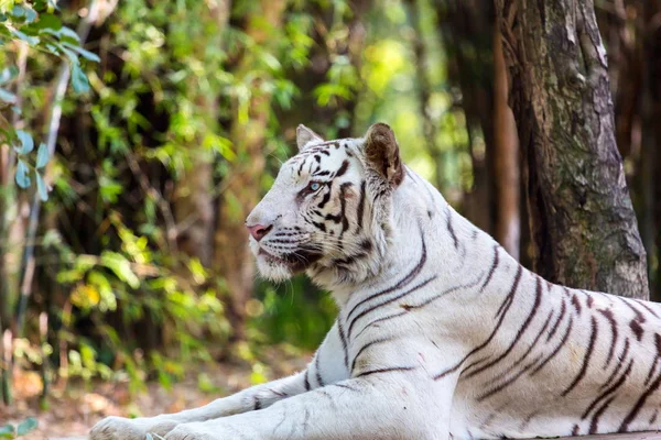 Белый тигр . — стоковое фото