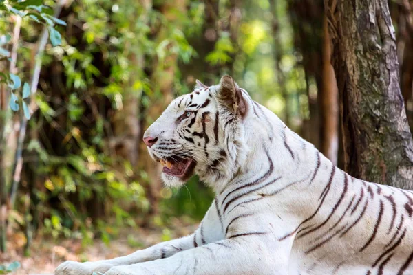 Bílý tygr Indie. — Stock fotografie