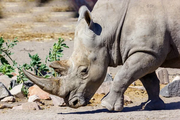 Rinoceronte se preparando para carga . — Fotografia de Stock
