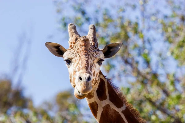Žirafa se zblízka pózuje pro kamery. — Stock fotografie