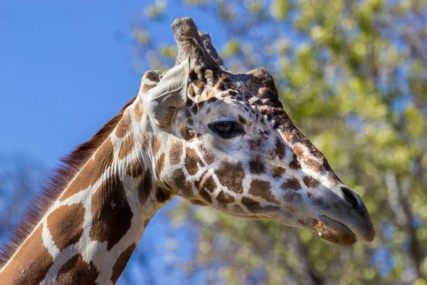 Kamera için poz zürafa kapatın.
