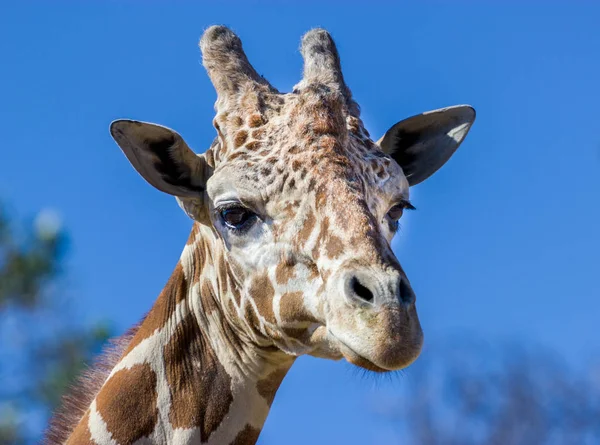Kamera için poz zürafa kapatın.