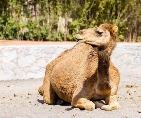 Cammello il cavallo di battaglia del deserto . — Foto Stock